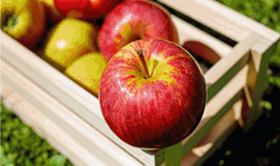 Manzana Roja